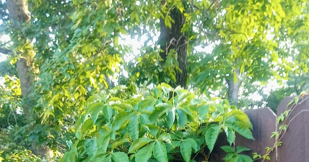 How to get rid of poison ivy