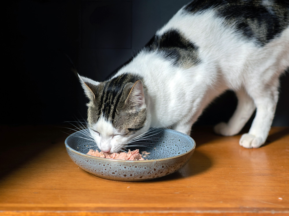 How much wet food to feed cats
