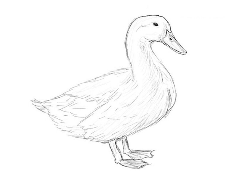 How to draw a duck