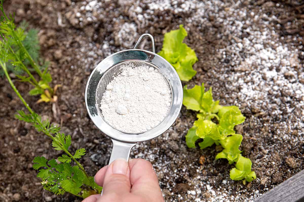 How to apply diatomaceous