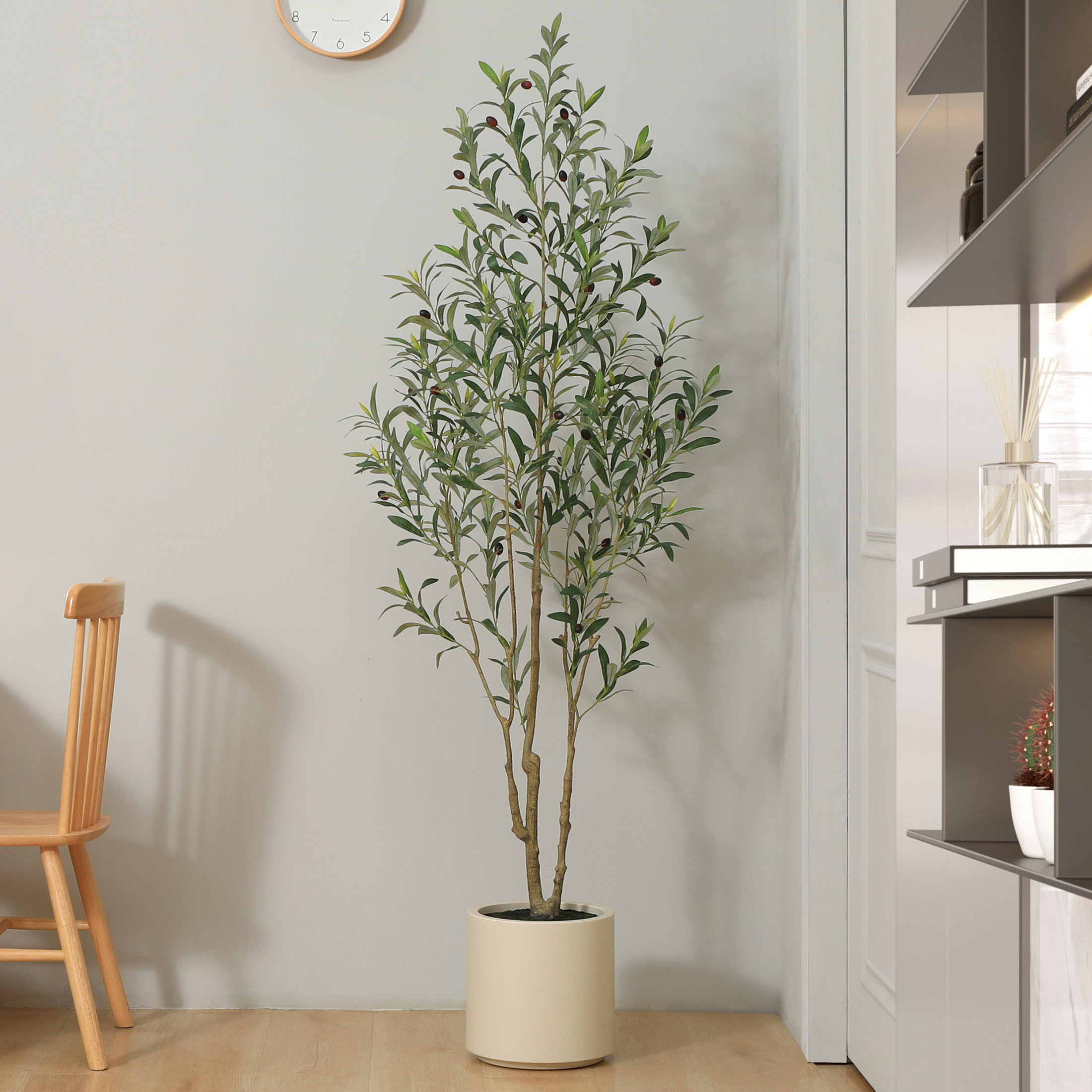 How to plant olive tree