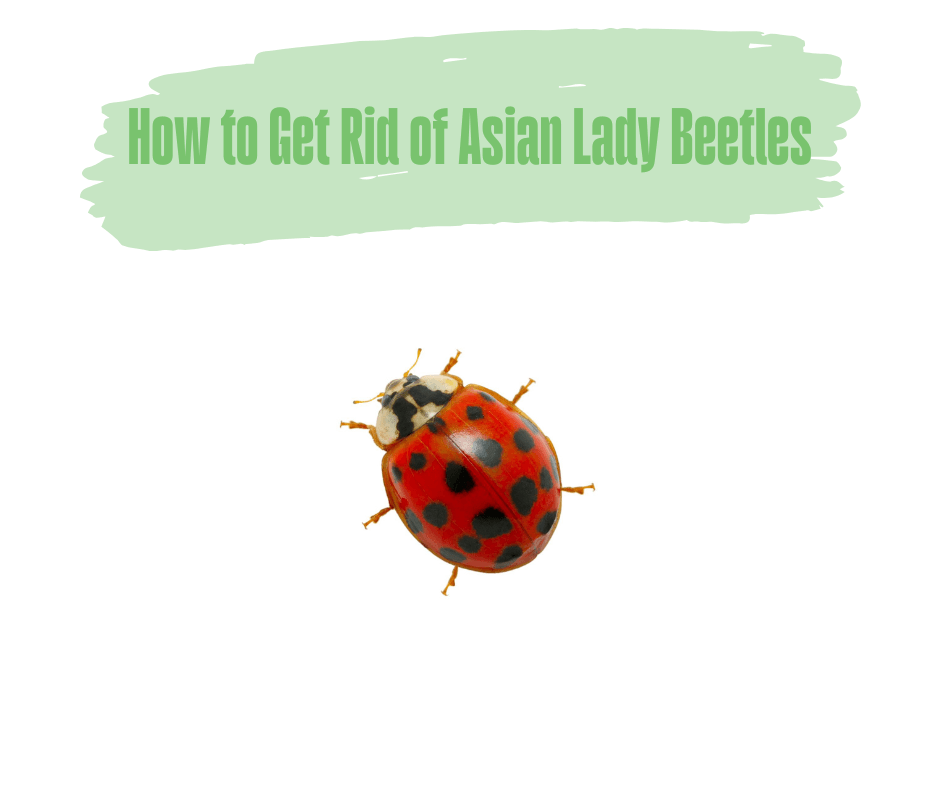 How to get rid of asian lady beetles