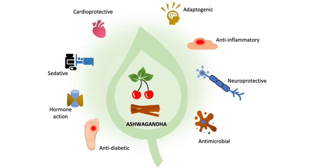 How long does it take for ashwagandha to kick in