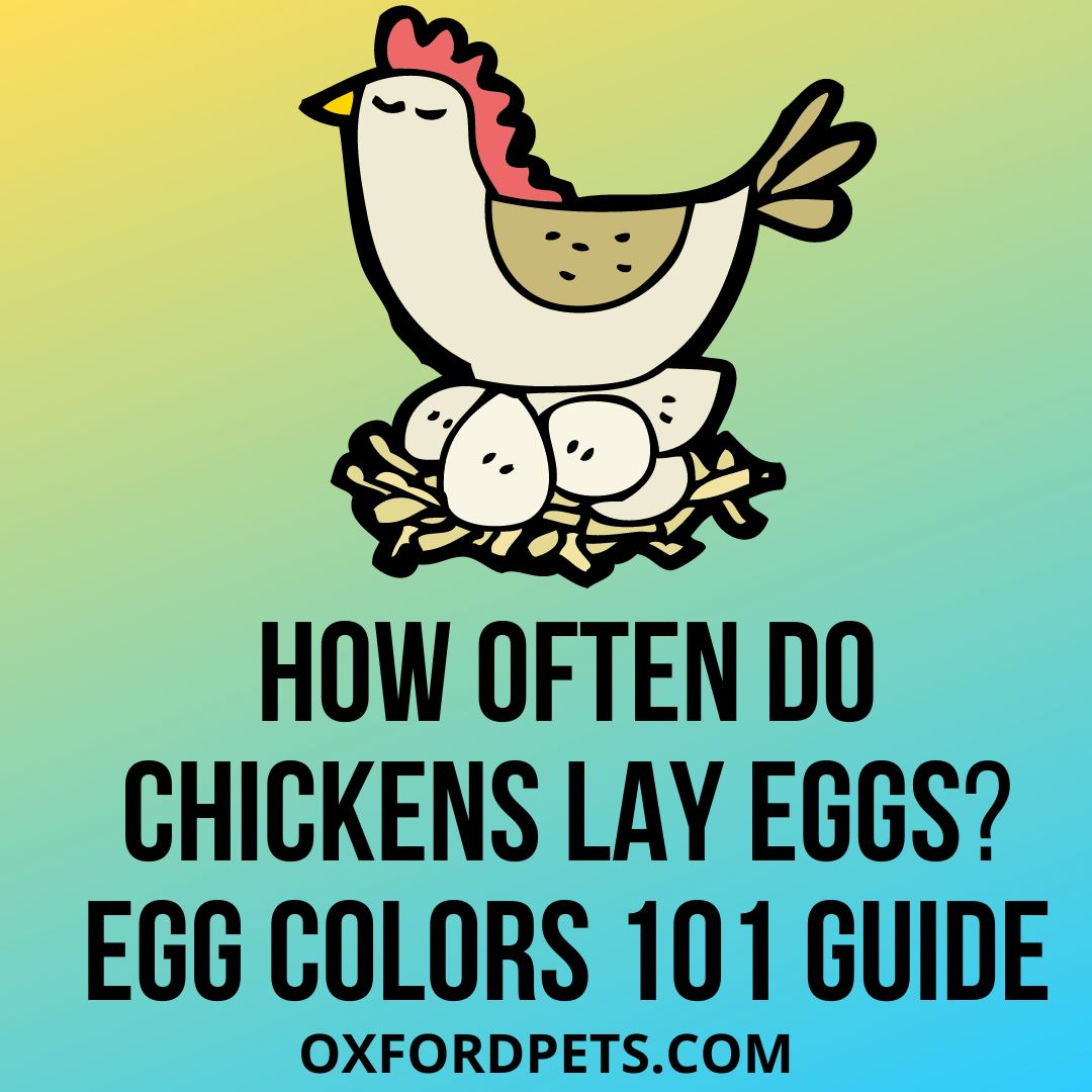 How often to chickens lay eggs