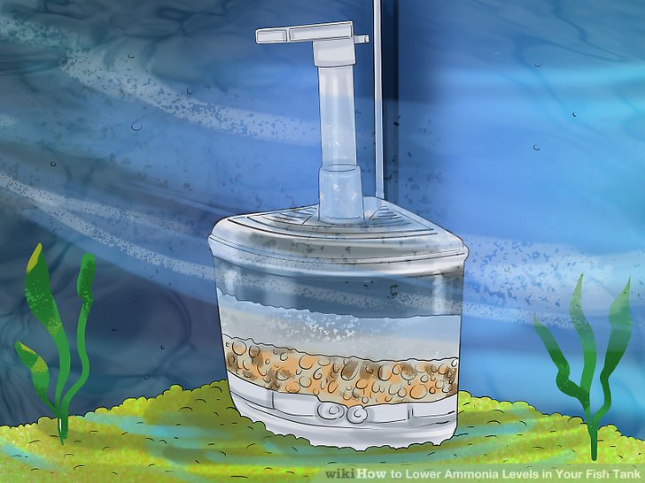 How to remove ammonia from fish tank
