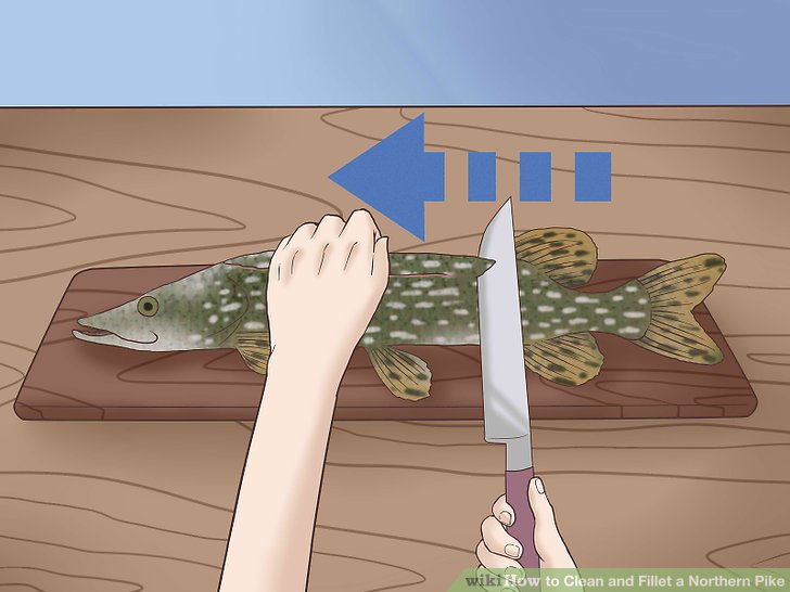 How to fillet a northern