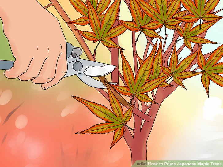 How to trim a japanese maple