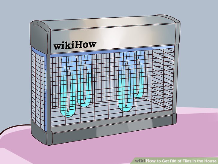 How to get rid of flies in the house quickly