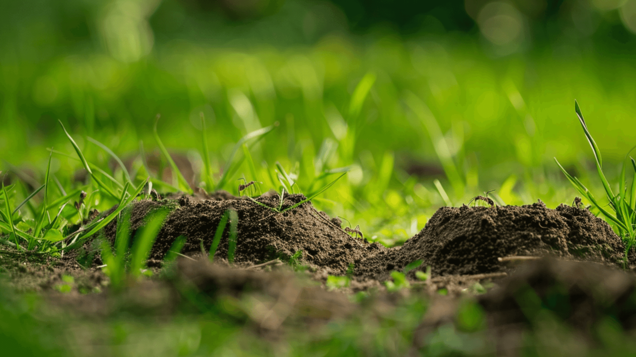 How to get rid of ants in lawn