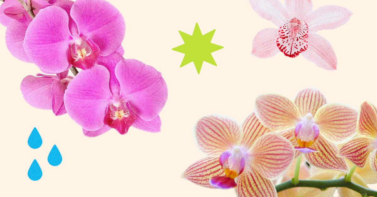 How to keep orchids alive