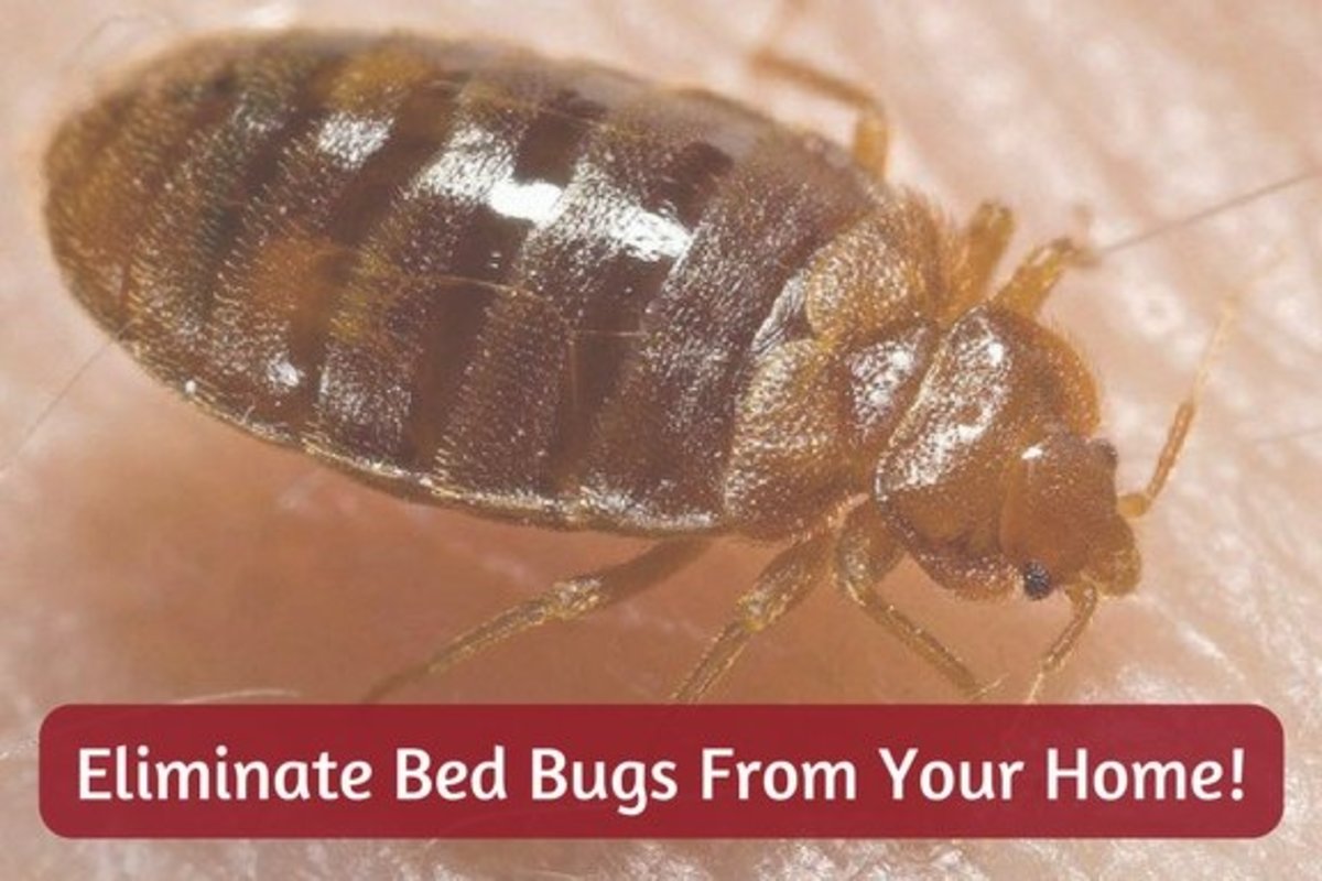 How to easily get rid of bed bugs
