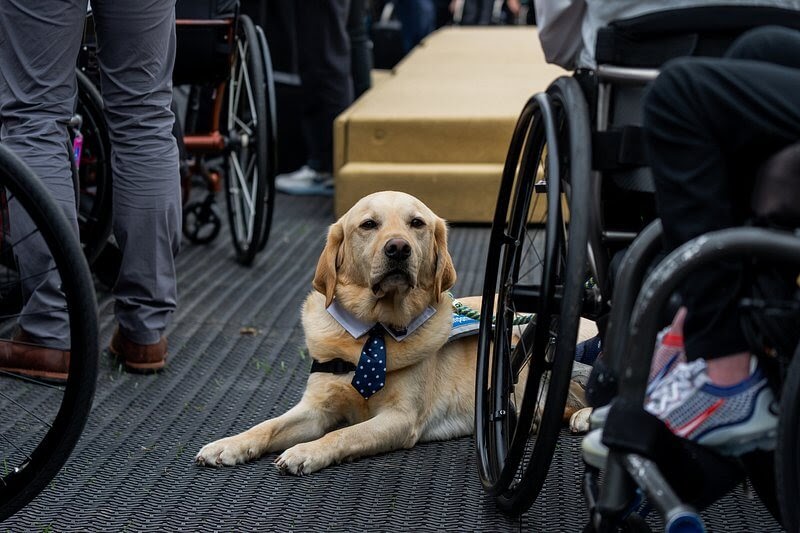 How to make your dog a service dog