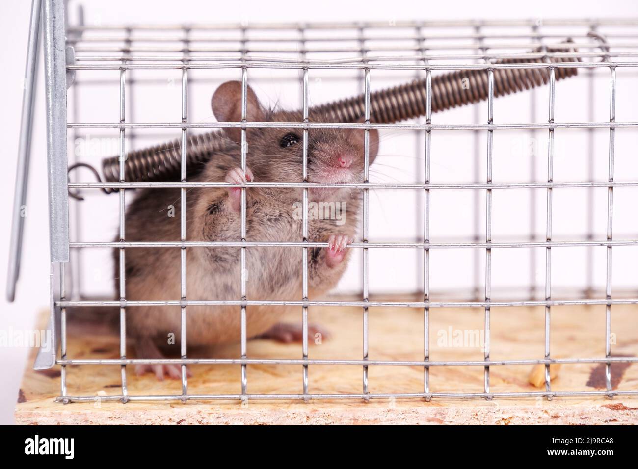 How to catch a mouse