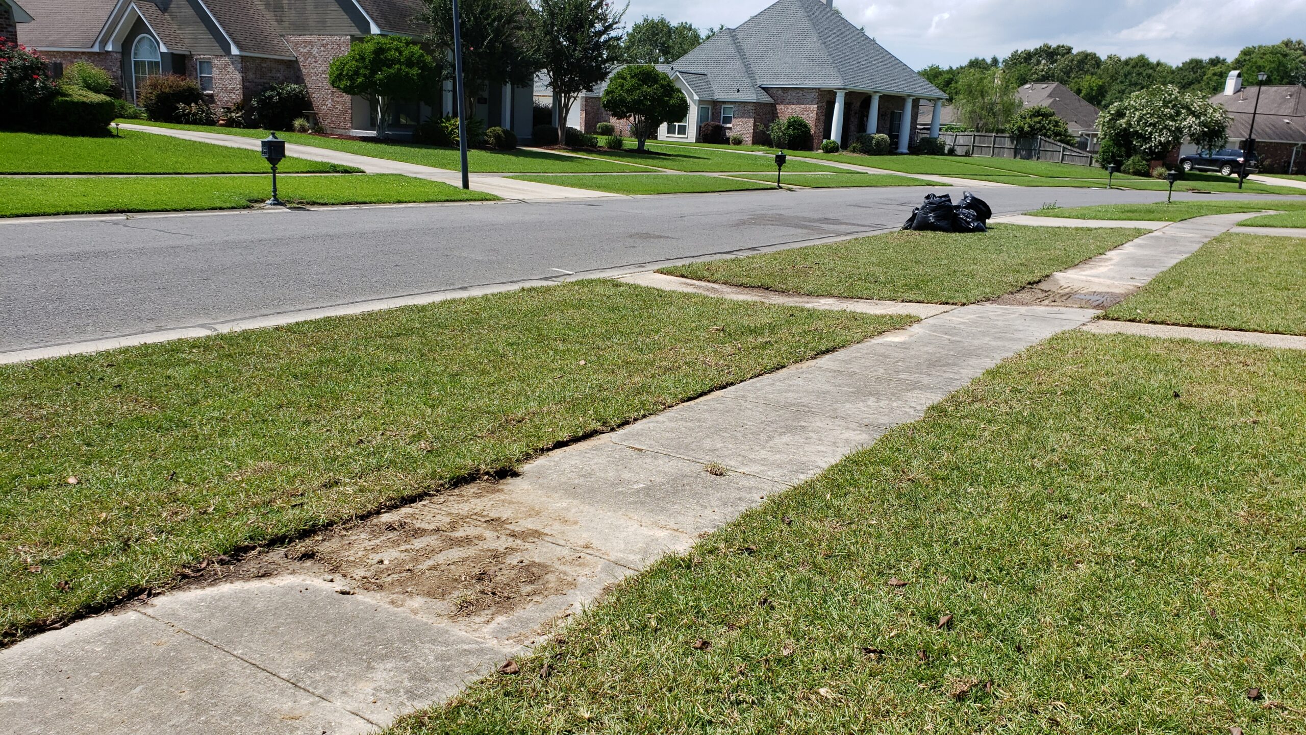 How long does sod take to root