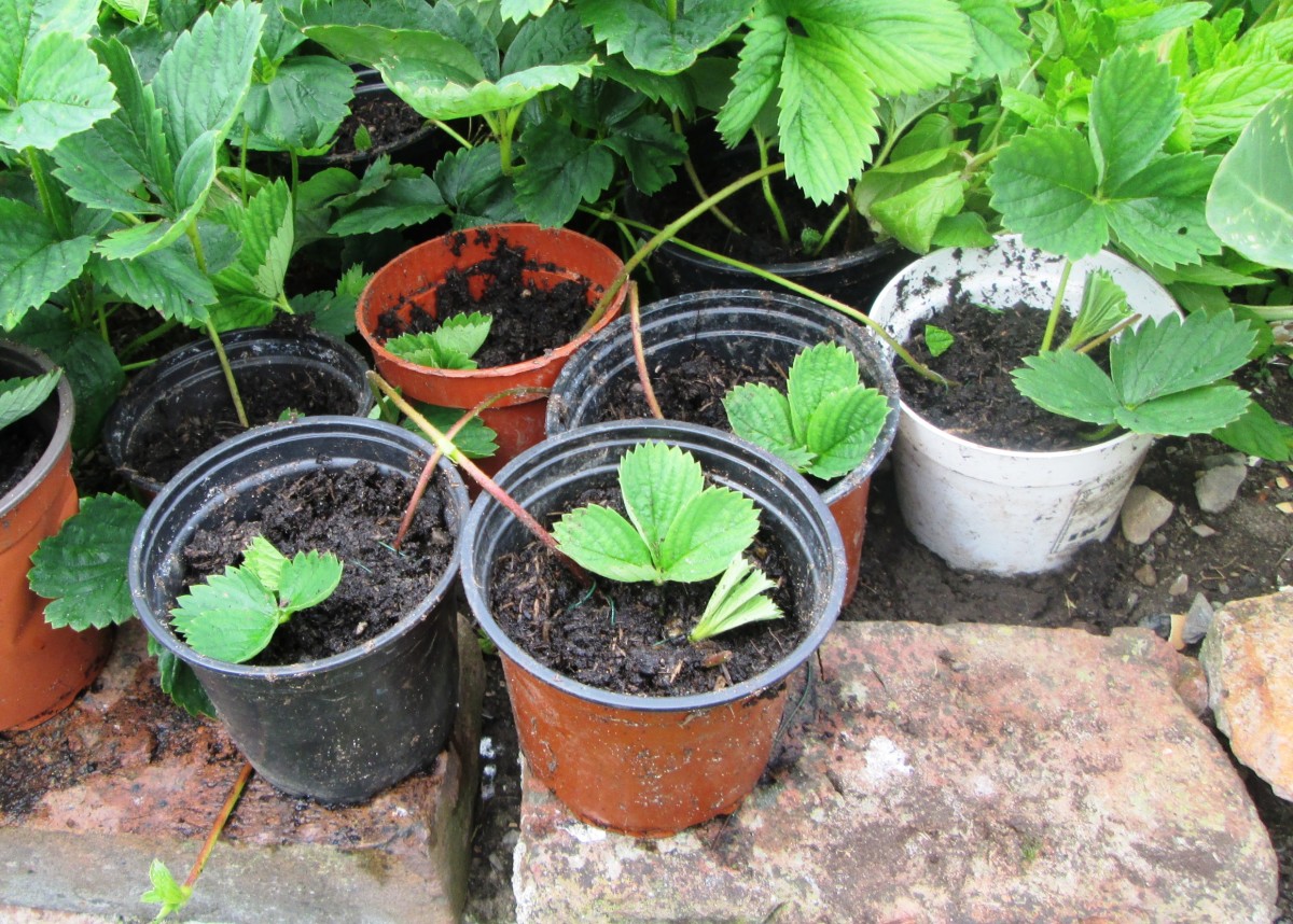 How to grow strawberries