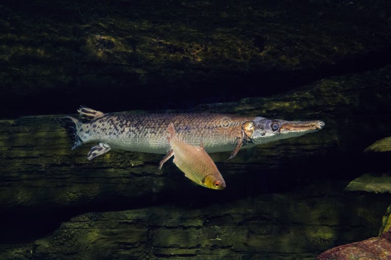 How to catch a gar pike