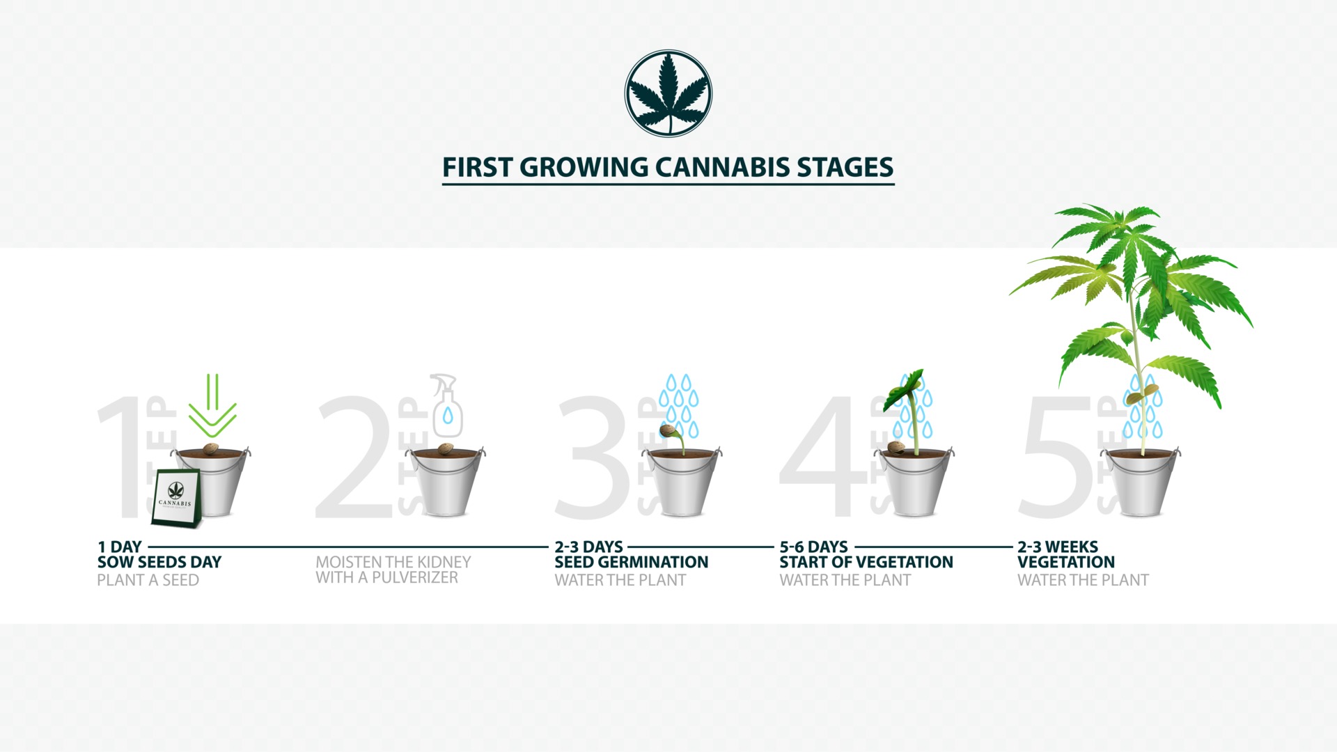 How to grow weed from seed