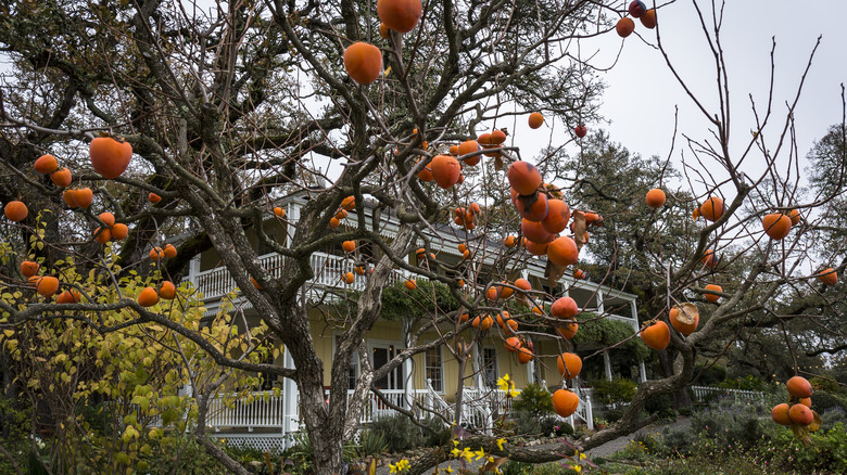 How to grow persimmon from seed