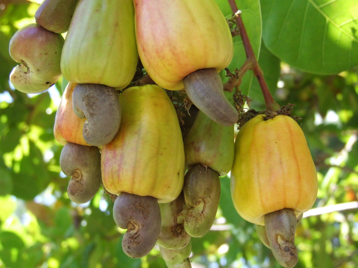How to plant cashew nut tree