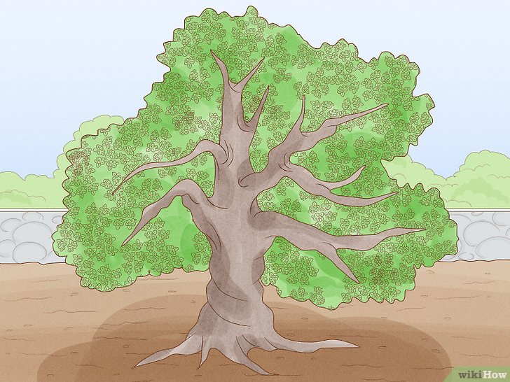 How long does a tree take to grow