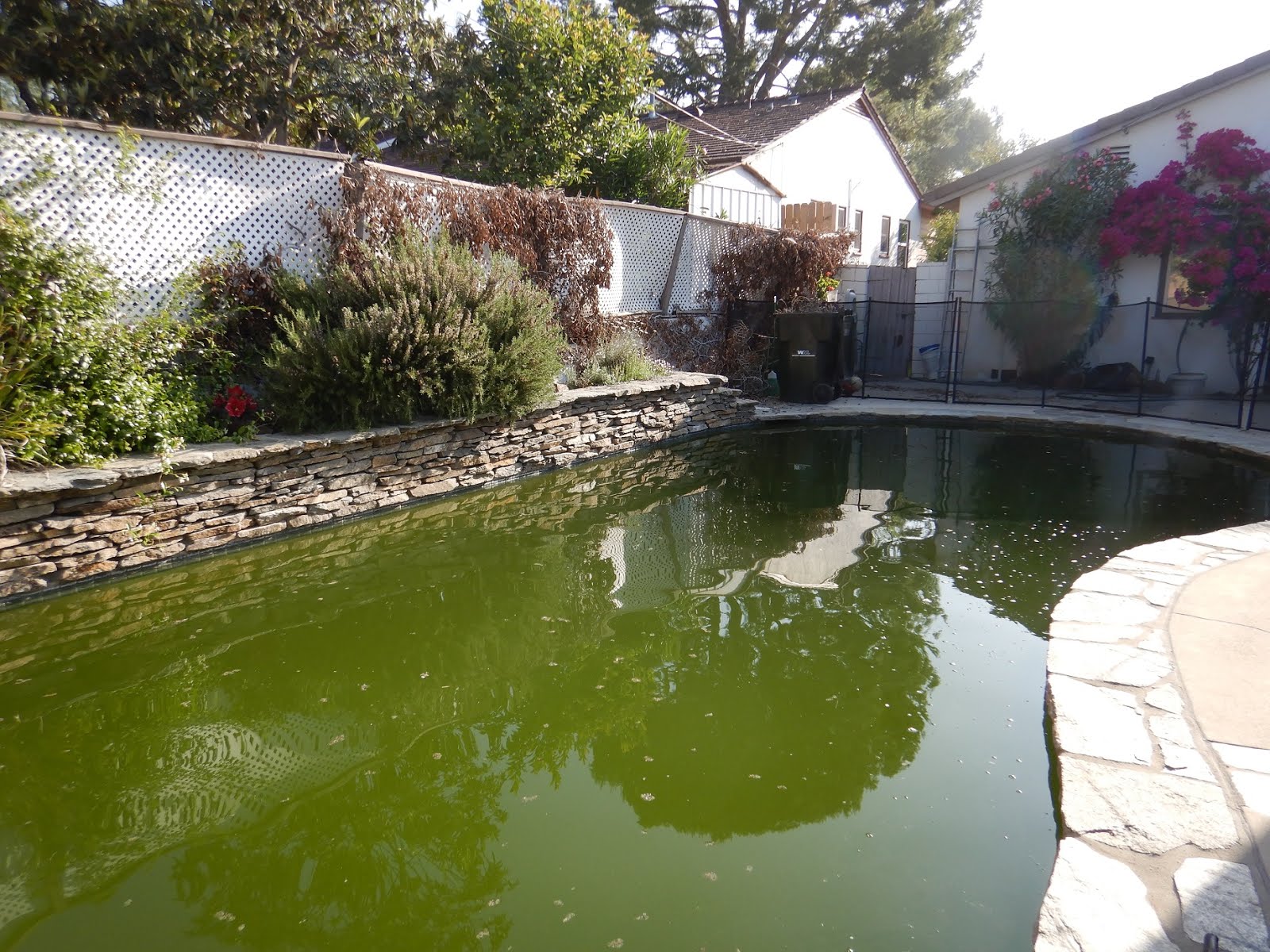 How to clean a green pool